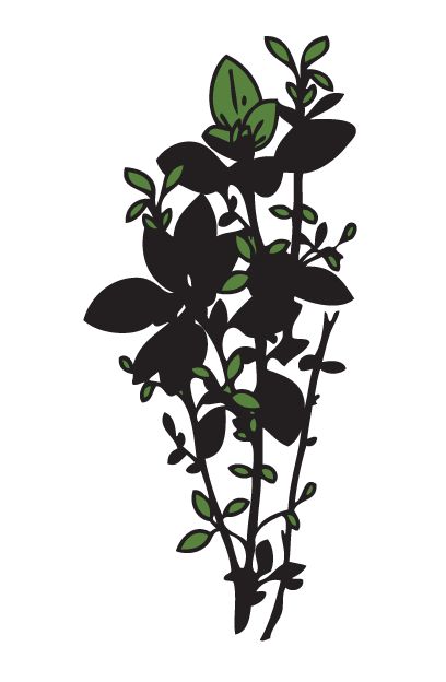 תבלין מרווה